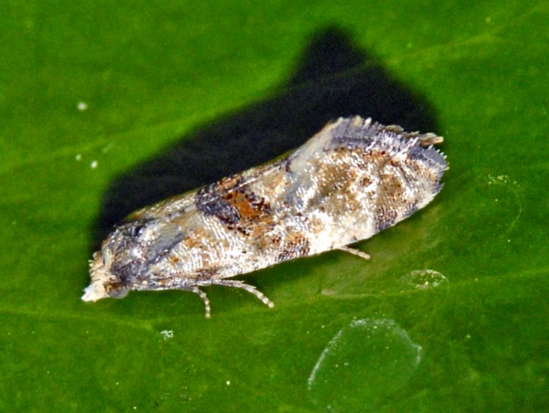 Un Tortricide da identificare - Cochylis cf. pallidana